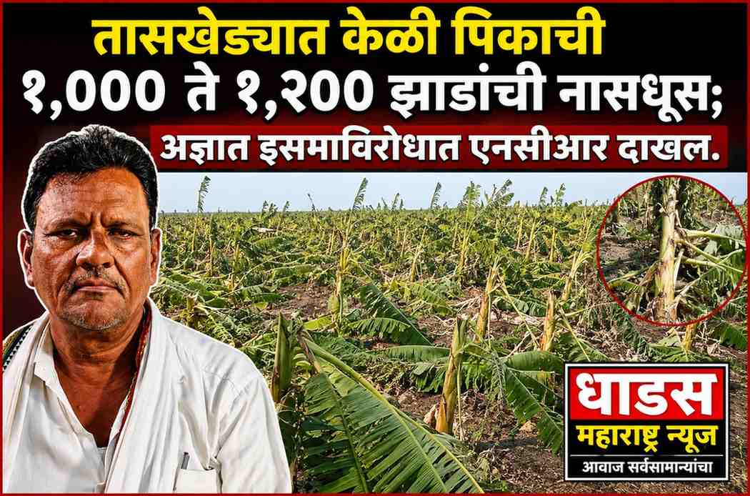 तासखेड्यात केळी पिकाची १,००० ते १,२०० झाडांची नासधूस; अज्ञात इसमाविरोधात एनसीआर दाखल